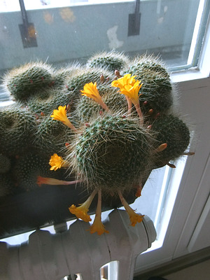 rebutia marsoneri rebutia marsoneri