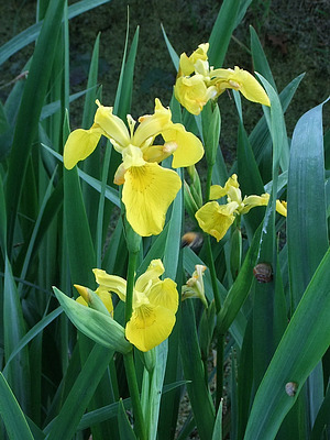 sumpfschwertlilie (iris pseudacorus)
