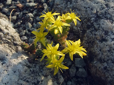 sedum acre