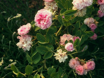 Rosa Centifolia 'Rose de Meaux' (about 1637)