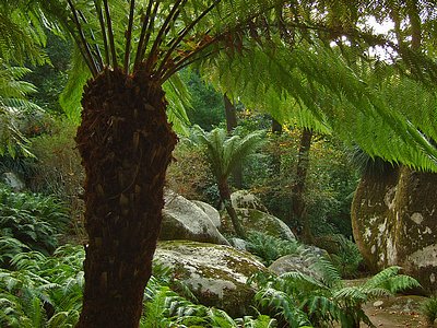 Baumfarne (Cyatheales) in Sintra, Portugal