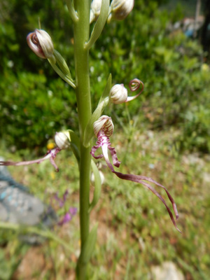 himantoglossum hircinum ssp. adriaticum