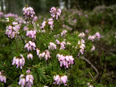 schneeheide (erica carnea)