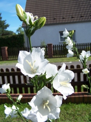Glockenblume (weißblütig)