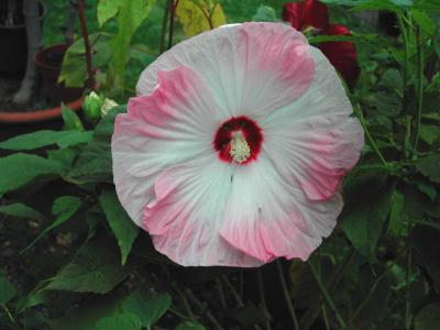 Hibiskus moscheotus