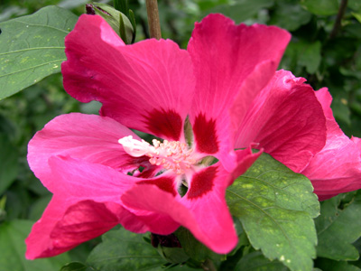 Hibiskus