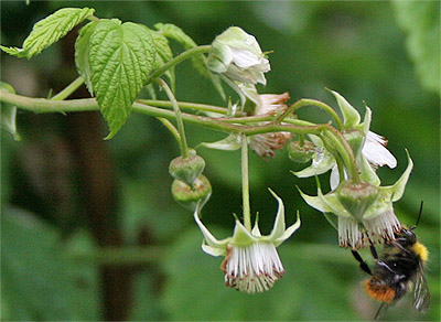 himbeerblüte