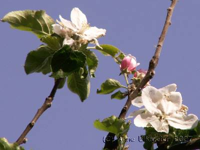 Apfelblüten am Campingplatz, nach oben fotografiert