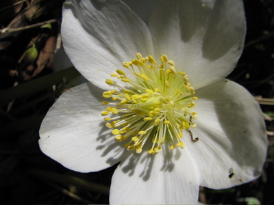 helleborus niger