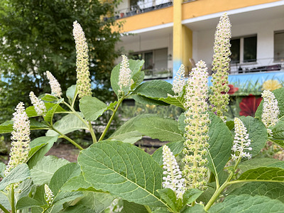 Indische Kermesbeere (Phytolacca acinosa)