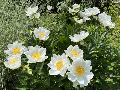 Paeonia lactiflora