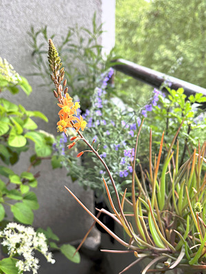 Bulbine frutescens, Katzenminze et al.