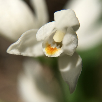 cephalanthera longifolia