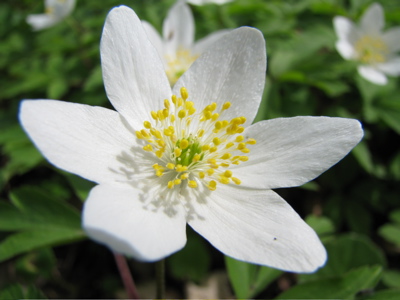 Buschwindröschen (Anemone nemorosa)