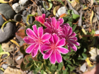 lewisia spec.