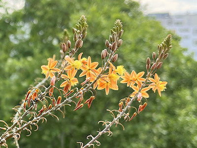 Bulbine frutescens 'Hallmark'