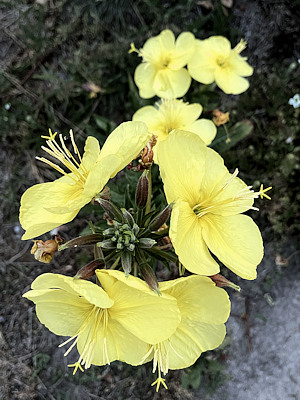 Nachtkerze (Oenothera spec.)