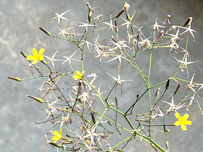 Mauerlattich (Mycelis muralis)