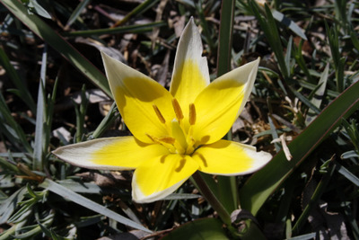 Tulipa tarda