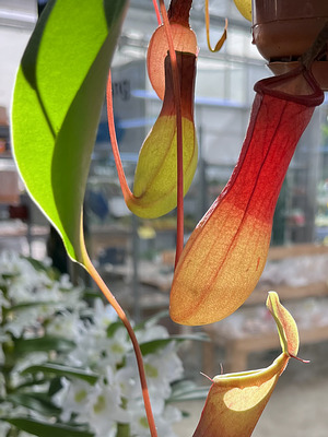 Kannenpflanze (Nepenthes spec.)