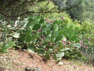 opuntien auf cres Nov 2005