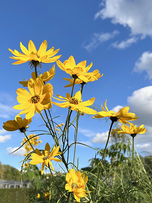 Weidenblättrige Sonnenblume (Helianthus salicifolius)
