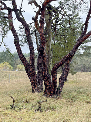 Kiefer (Pinus sylvestris)