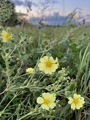 Potentilla recta