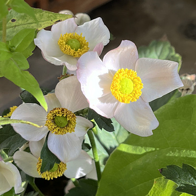Herbstanemone (Anemone hupehensis)