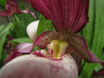 Frauenschuh "Gisela" (Cypripedium macranthos x parviflorum)
<br />
