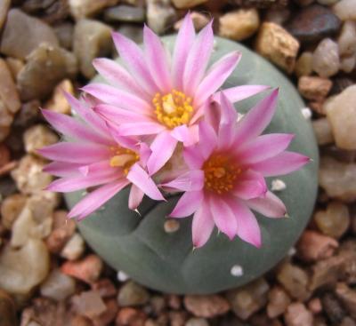 ...Der Beschreibung entsprechende Pflanzen wachsen bei El Amparo im Staate Coahuila die zum Formenkreis von Lophophora fricii gehören...
<br />
