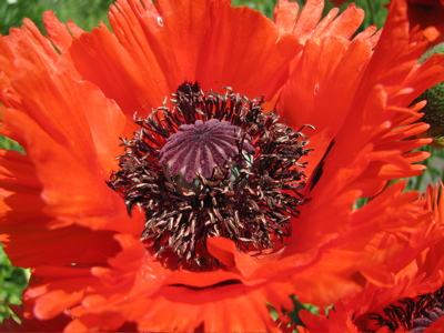 papaver orientale