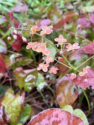 Elfenblume (Epimedium spec.)