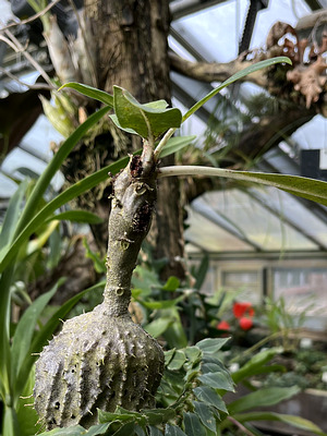 Myrmecodia tuberosa @ Gruson-Gewächshäuser, Magdeburg