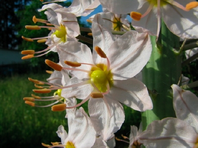 Eremurus spec.