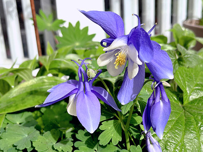 Aquilegia alpina