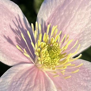 Clematis