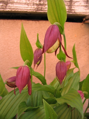 cypripedium parviflorum x marcanthos