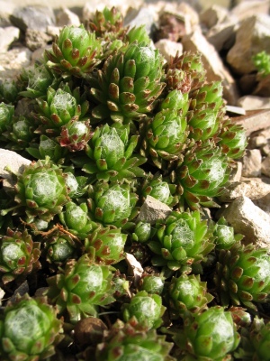 sempervivum arachnoides