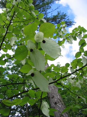 taschentuchbaum