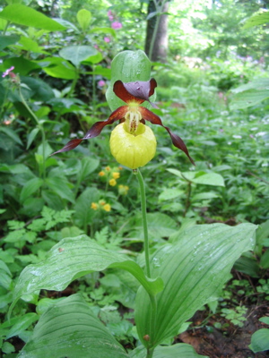 Cypripedium calceolus