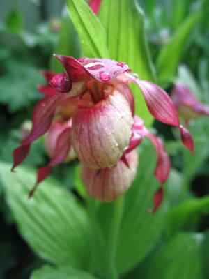 cypripedium parviflorum x marcanthos