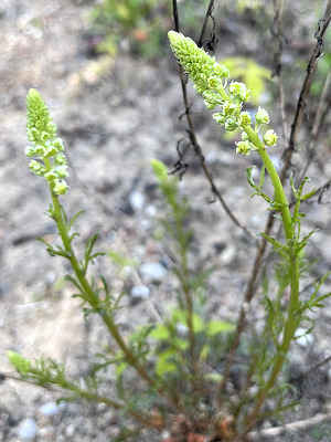 Gelbe Resede (Resada lutea)