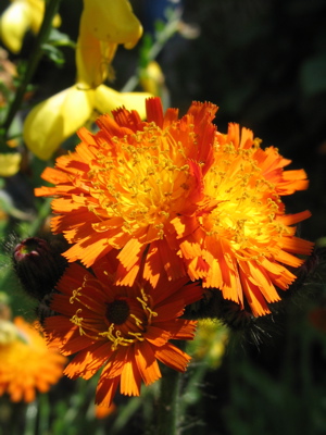 Hieracium auranthiacum / Orangerotes Habichtskraut