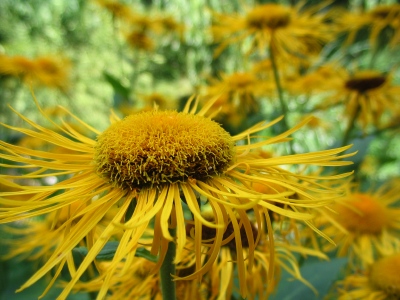 inula magnifica