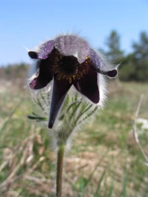 pulsatilla vulgaris