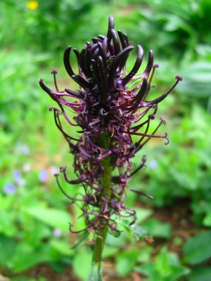 Schwarze Teufelskralle (Phyteuma nigrum)