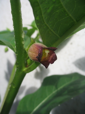 Tollkirsche (Atropa belladonna)