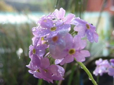 Mehlprimel (Primula farinosa)