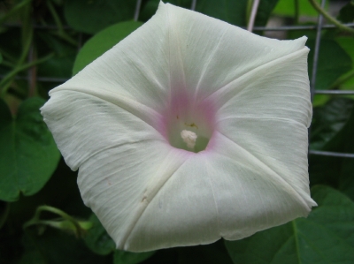 Ipomoea spec.